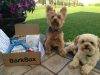 Barkbox Review + Coupon Code – July 2013