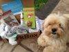 Barkbox Review + Coupon Code – September 2013