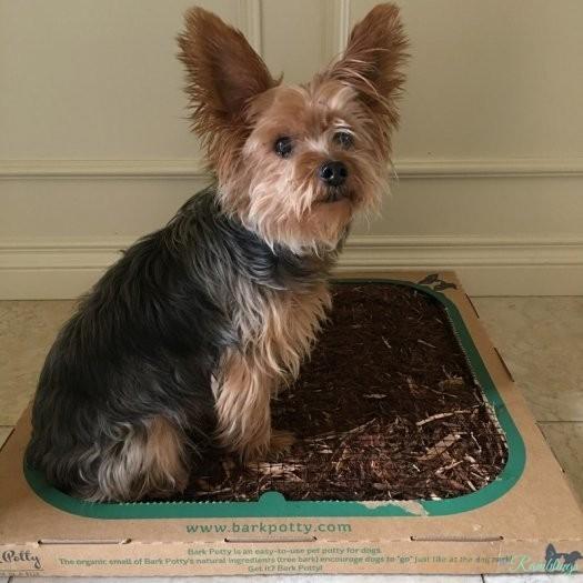 Read more about the article Bark Potty Subscription Box Review