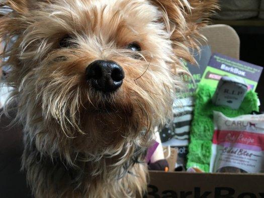 Read more about the article BarkBox Review + Coupon Code – October 2016