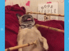 BarkBox – First Month for $5 (LAST CALL)