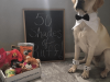 Pooch Perks Valentine’s Flash Sale – 50% Off!