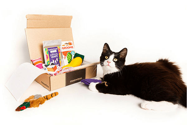 Read more about the article Meowbox July 2017 Spoiler + Coupon Code!