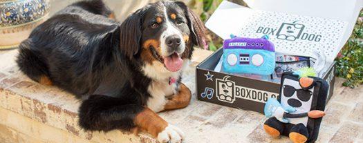 BoxDog Black Friday Sale – Buy One  Box, Get One Free!