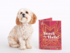 BarkBox Dog Treat Advent Calendar!