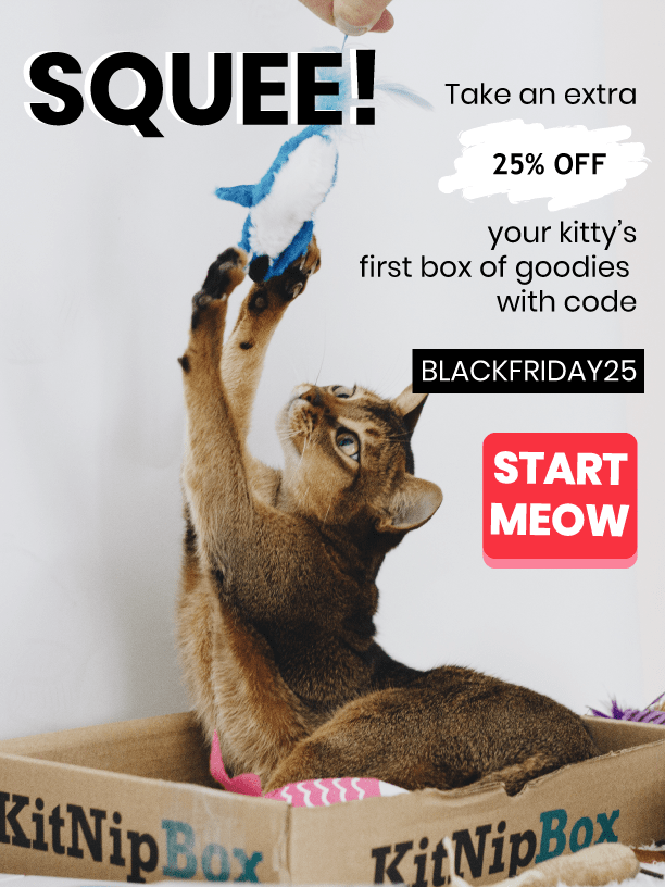 Read more about the article KitNipBox Black Friday Sale – 25% Off First Month!