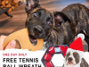 BarkBox Super Chewer Coupon Code – Free Tennis Ball Wreath + Free Santa Hat!