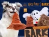 BarkBox Coupon Code: Free Extra Toys!