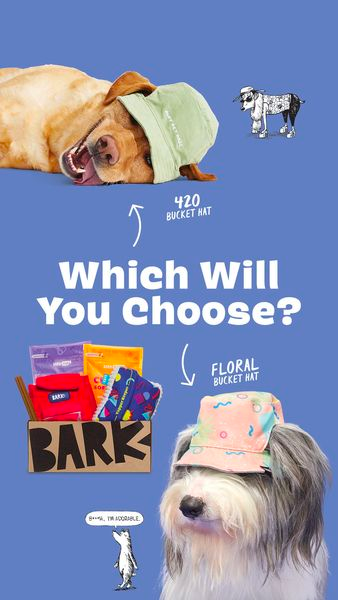 Read more about the article Barkbox Free Bucket Hat with Multi-Month Subscription!