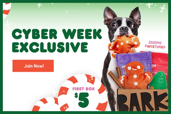 Read more about the article Super Chewer by BarkBox Black Friday Coupon Code – First Box for $5