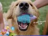 BarkBox Coupon Code – Double Your First Box Free!