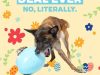 Barkbox Free XL Egg with Multi-Month Subscription!