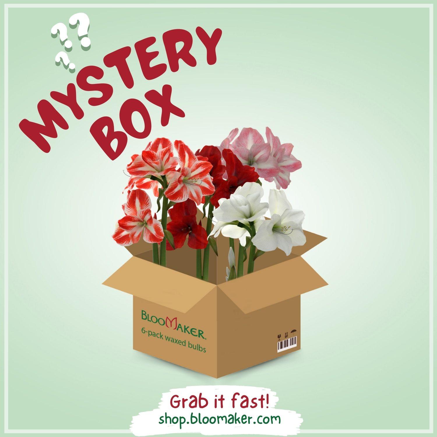Read more about the article Bloomaker Mystery Box – Now Available