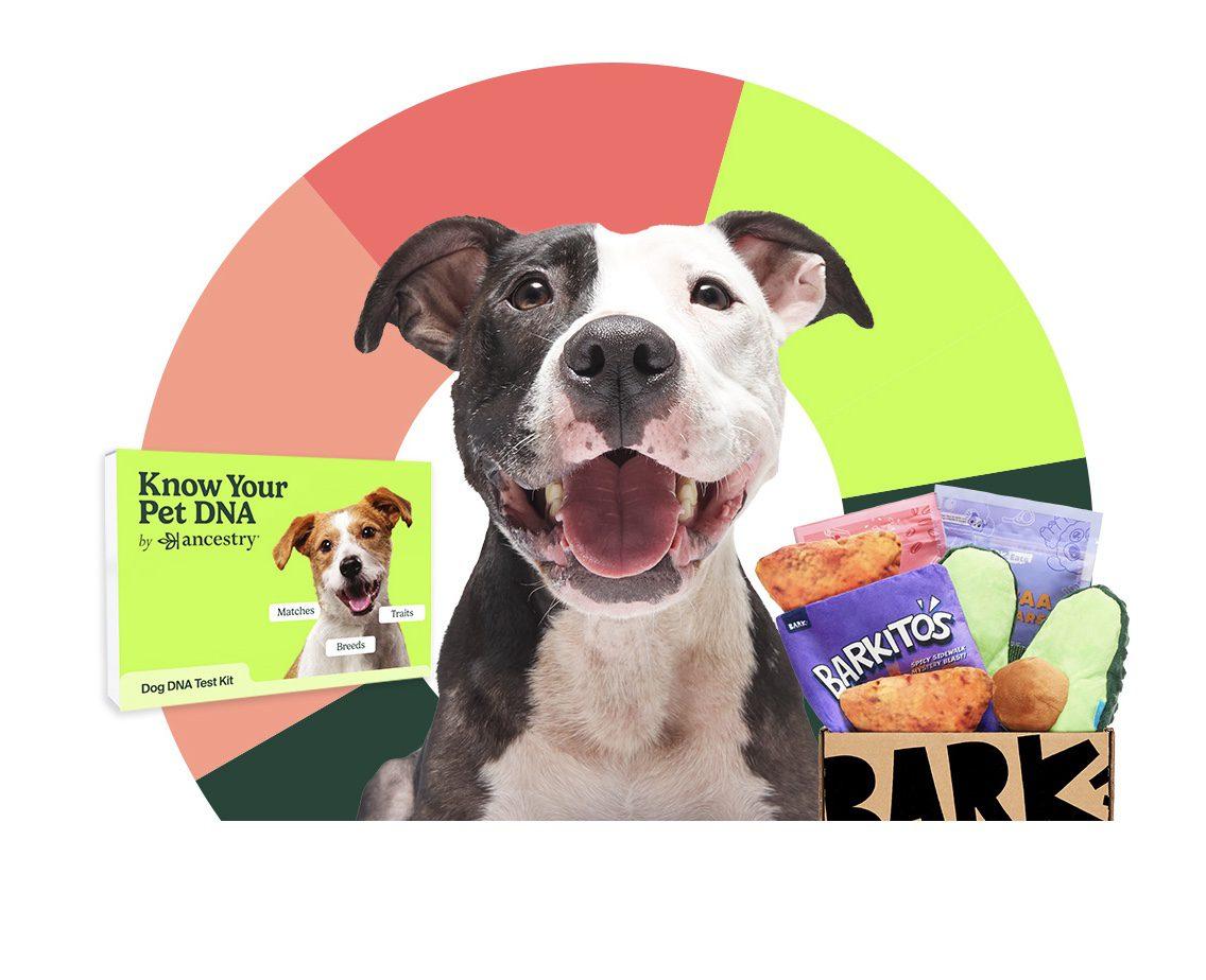 Read more about the article BarkBox Coupon Code – FREE Ancestry Dog DNA Kit