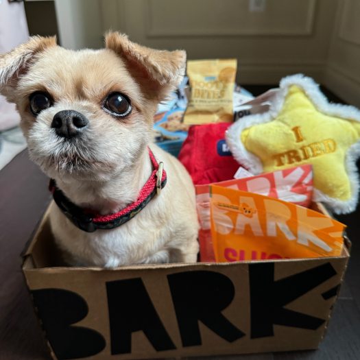 Read more about the article BarkBox Review + Coupon Code – September 2024