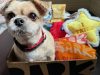 BarkBox Review + Coupon Code – September 2024